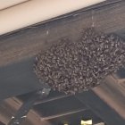 Enjambre de abejas localizado en una vivienda de Quintanilla de Tres Barrios.