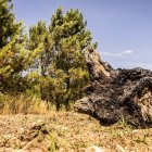 Un tocón junto a una zona repoblada tras el incendio del año 2000.
