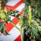 La planta venenosa que se ha adueñado del centro de la capital.