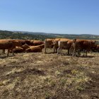 Animales en la finca de la Malanquilla.