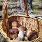 Setas encontradas en un monte de Soria ya en la cesta.