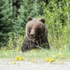 Oso en un monte.