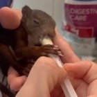 La ardilla se agarra a la jeringuilla que le sirve de mama en la clínica de José Luis Serrano.