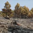 Campo quemado por el fuego, a 31 de julio de 2025, en Cuevas del Valle, Ávila, Castilla y León (España). 