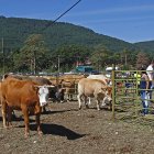 Feria de Vinuesa.