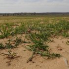 Imagen de archivo de un campo en Soria afectado por la sequía.