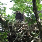 El nacimiento de un pigargo europeo en CyL supone un "hito histórico" para la biodiversidad española.