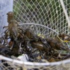 Varios cangrejos en un retel.