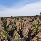 Daños en un viñedo