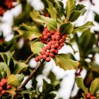 La reserva del acebal ha incrementado el número de visitantes. En la imagen, un acebo.