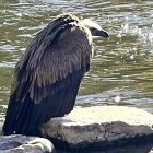 Buitre posado junto al Duero.