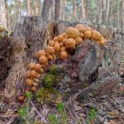 Colonia de setas en un tocón en una campaña pasada.