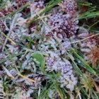 Escarcha sobre un arbusto en la zona de Pinares.