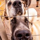 Una tradicional jornada para conocer la actividad ganadera de la zona