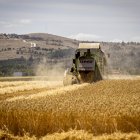 Campo de cereal cosechándose este verano de 2025.