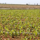 Cultivo de maíz en una finca de Castilla y León.