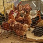 Archivo - Gallinas en granja.