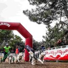 Ólvega volverá a ser el epicentro del mushing español con la celebración de un nuevo campeonato de España.
