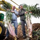 Emilio Zamora junto a su empleado posando con dos cardos rojos de Ágreda para ver su magnitud.