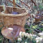 Cesta con boletus en una imagen de una temporada anterior.