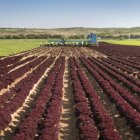 Plantación de lechugas en un campo de Soria.