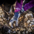 Recogiendo trufa en una finca de la provincia de Soria.