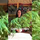 'La Moderna Rural Shop' presenta el cedro japonés, una de sus plantas favoritas para ramos y coronas navideñas por su textura suave y su tono verde azulado.