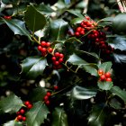 El acebo, con su característico contraste entre hojas verdes oscuras y bayas rojas, es el emblema vegetal de la Navidad. En Soria, su uso artesanal está regulado y certificado por sostenibilidad gracias a iniciativas como la de El Acebarillo.