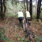Archivo - Batida de un jabalí durante la emergencia cinegética, a 29 de septiembre de 2023, en el Concello de Portomarin, Lugo, Galicia (España). 