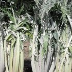 El cardo rojo, símbolo de la cocina soriana