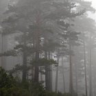 El bosque de Pinar Grande entre la niebla en Soria