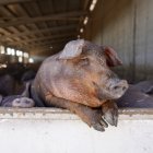 Explotación de ganado porcino en Cogeces del Monte.