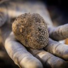 Trufa recogida por un productor en una explotación de Soria.