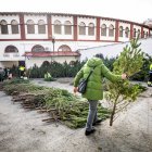 Reparto de pinos en la plaza de toros