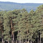 Monte público en Soria.