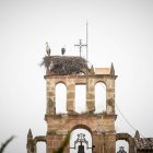 La primeras cigüeñas migratorias llegan a Soria en diciembre.