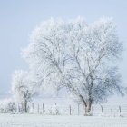 Postales blancas para el último día del año