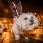 Las mascotas reciben la bendición en el día de San Antón.