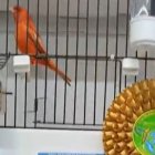 Canario premiado con la escarapela que lo acredita.
