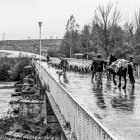 Trashumancia sobre el puente de Garray en 1980