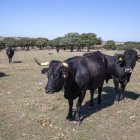 Explotación de vaca serrana negra en la provincia.
