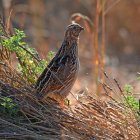 La caza de la codorniz a debate.