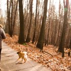 Los paseos en invierno deben ser más cortos y frecuentes para evitar que los perros pequeños pierdan temperatura corporal.