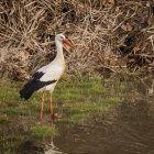 Cigüeña en una charca cerca de Soria.