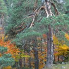Los pinares del Parque Natural de la Laguna Negra y los Circos Glaciares de Urbión, en la provincia de Soria, son uno de los grandes destinos del turismo micológico en España.