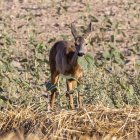 El daño en los cultivos va en aumento, denuncian las organizaciones agrarias.