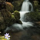 Pequeña cascada entre rocas cubiertas de musgo en un entorno natural húmedo