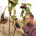 Un joven agricultor examina un cultivo de girasol.