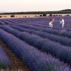 Los campos de lavanda de Caleruega permiten disfrutar del colorido ya entrado el verano. Alcanzan su máximo esplendor en la primera quincena de julio.