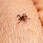 Si el laboratorio confirma que la garrapata portaba algún patógeno, el paciente debe acudir al médico.
